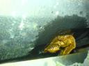 dsc00502-large.JPG